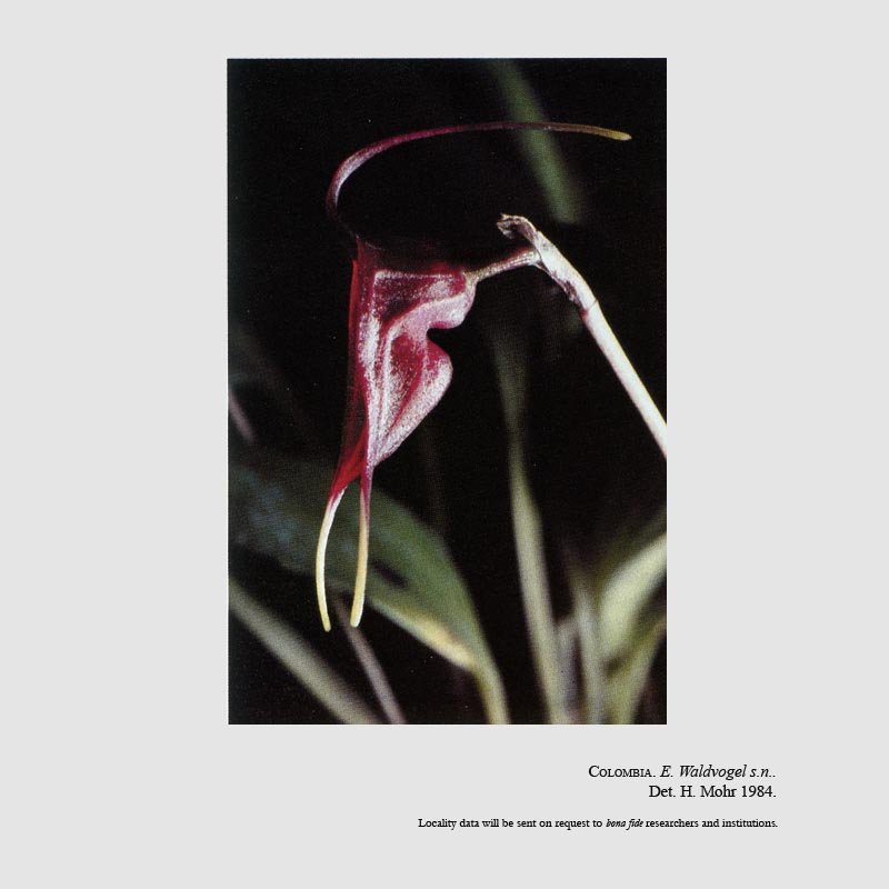 Masdevallia teaguei